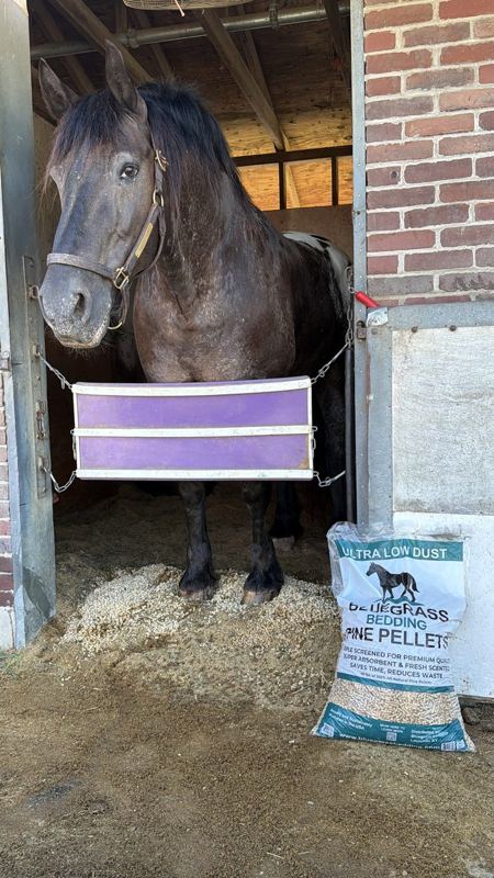 Horse standing in a stall bedded with Bluegrass Bedding pine pellets